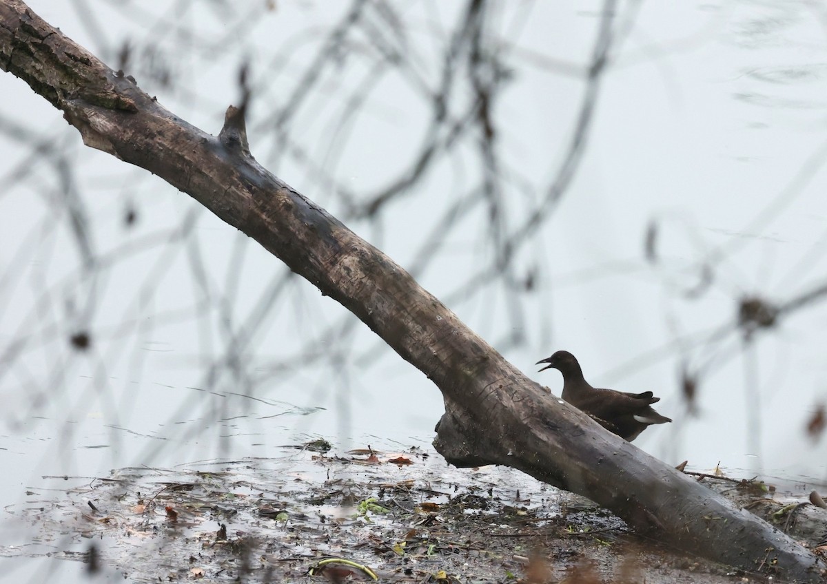 סופית - ML647344525