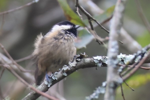 ירגזי שחור - ML647344527