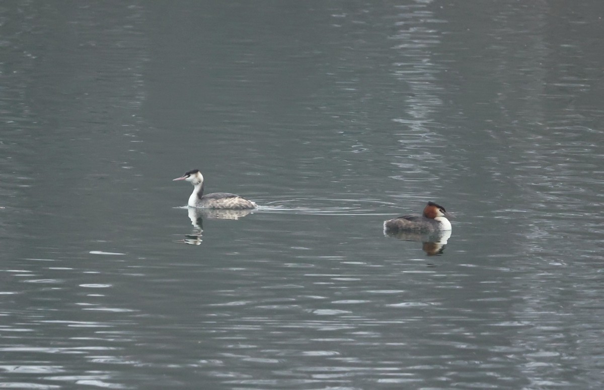 טבלן מצויץ - ML647344528