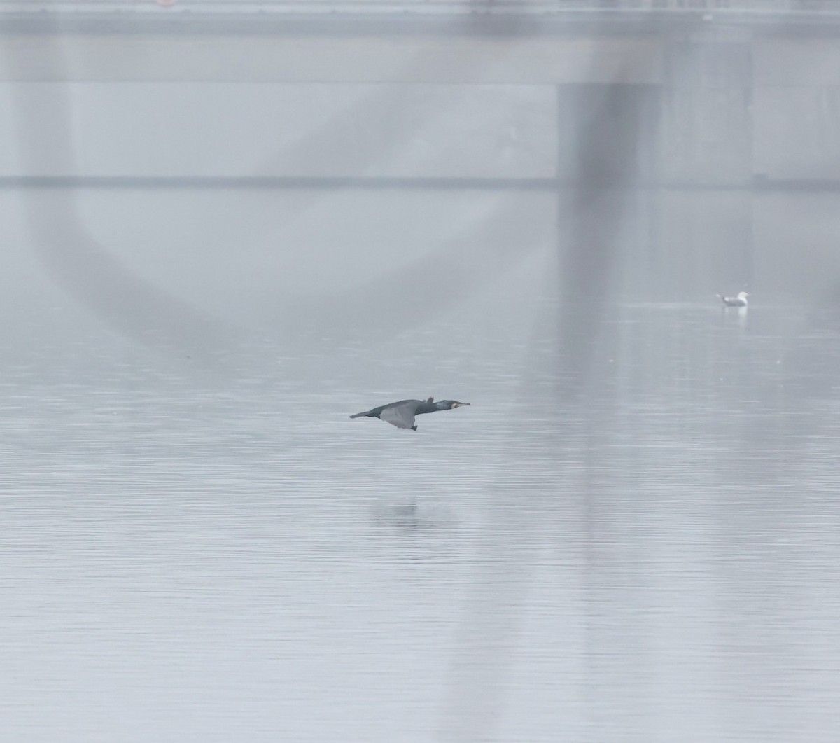 קורמורן גדול - ML647344533