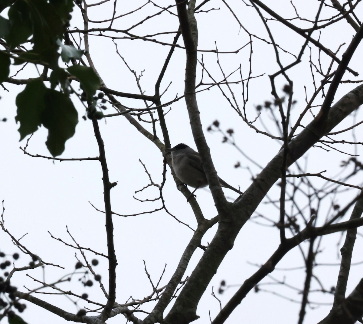 סבכי שחור-כיפה - ML647344539