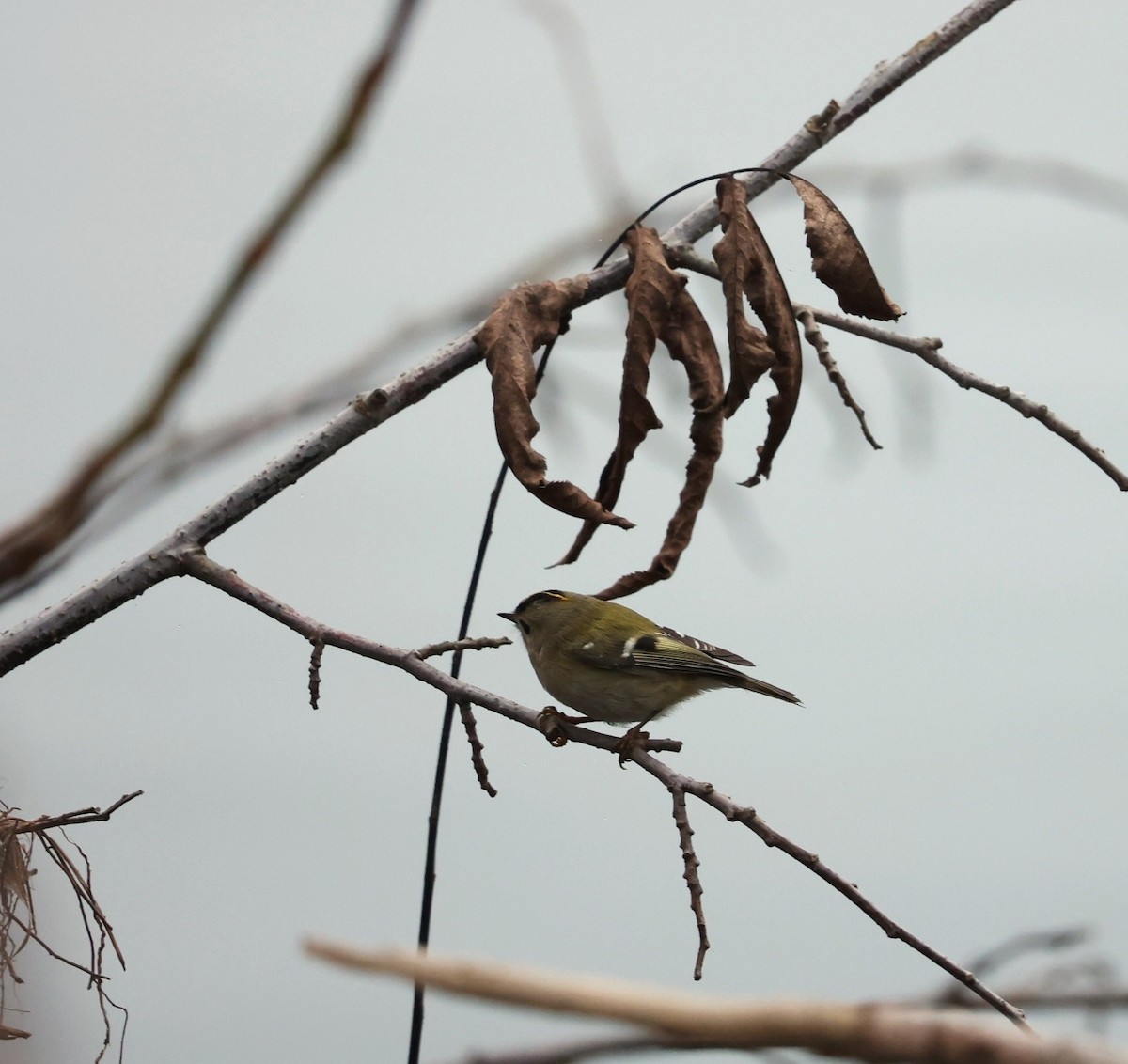 מלכילון האורנים - ML647344544