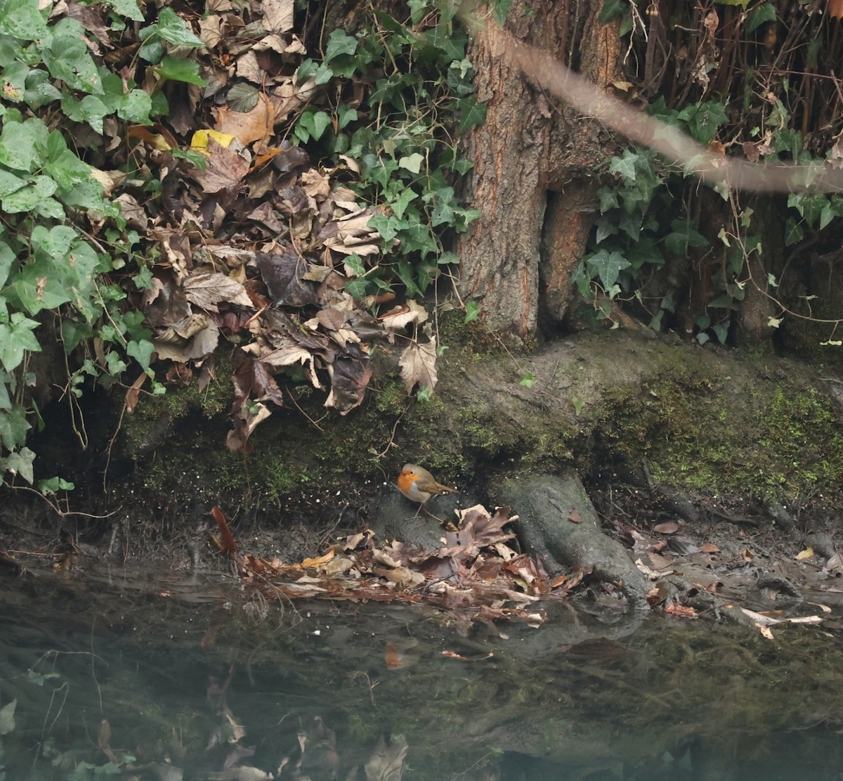 אדום חזה - ML647344546