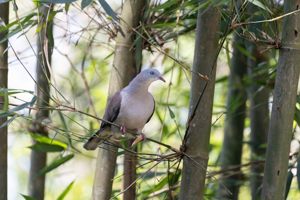 Mountain Imperial-Pigeon - ML647344547