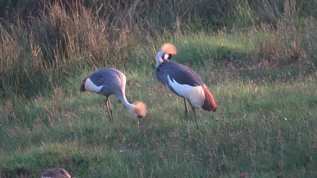 Gray Crowned-Crane - ML647344548