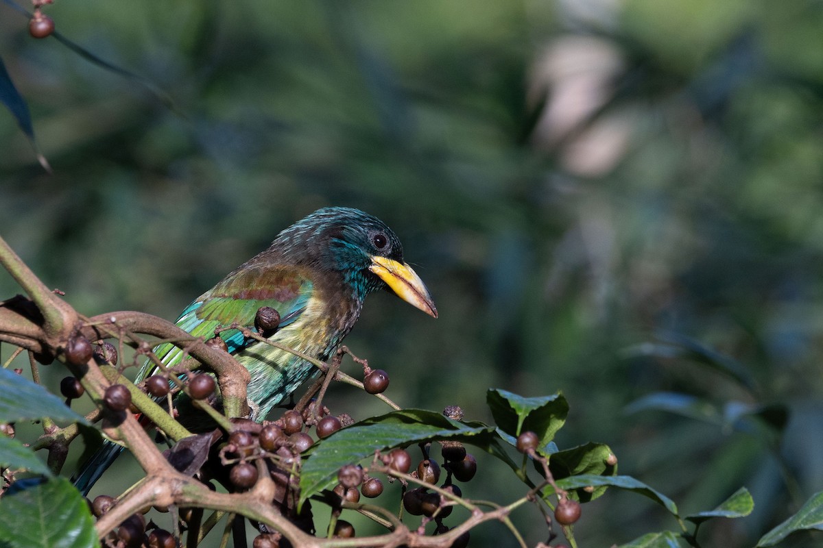 Great Barbet - ML647344552