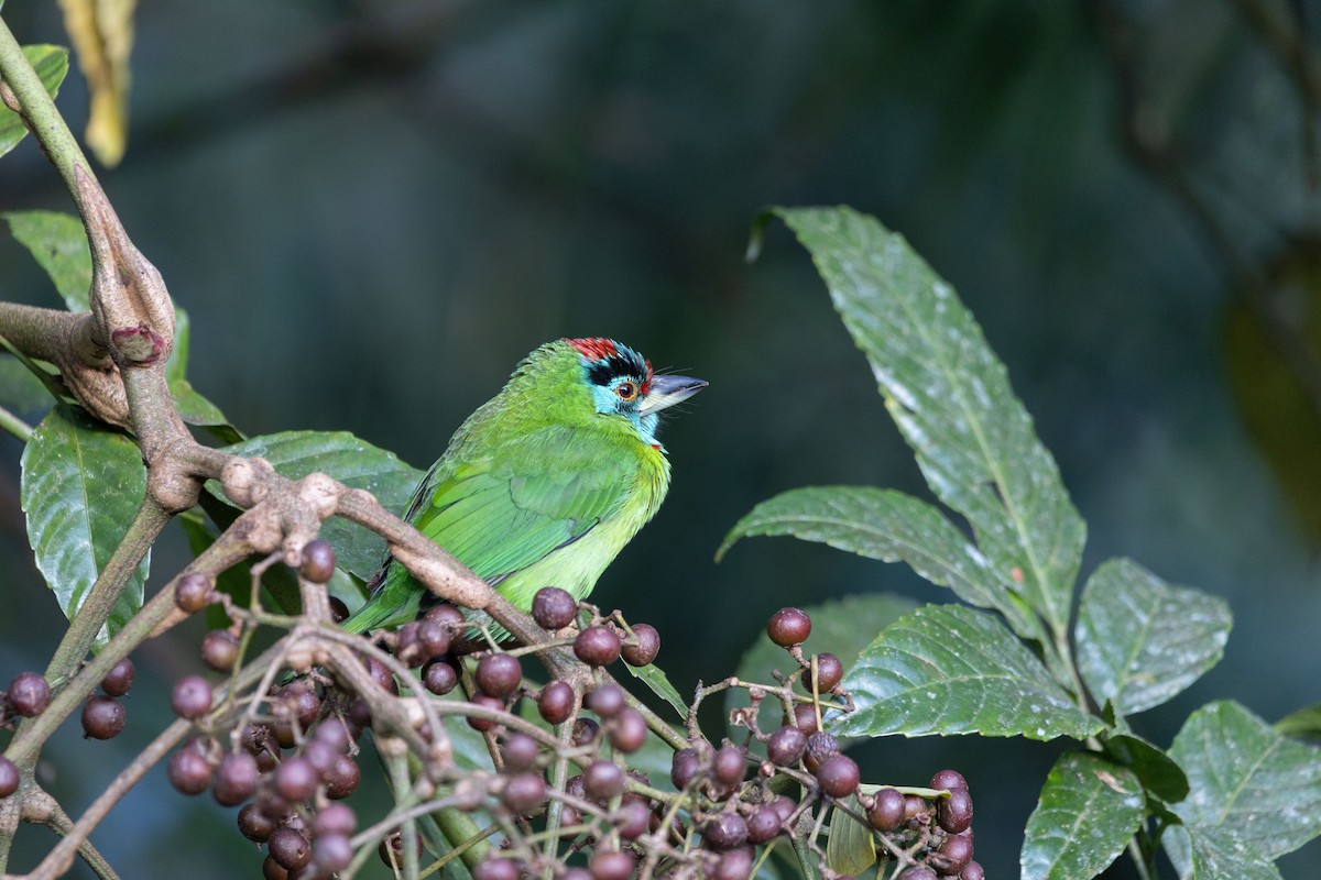 Blue-throated Barbet - ML647344555