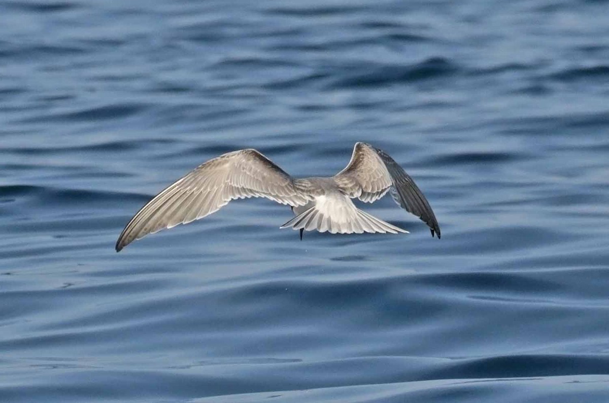 Common Tern - ML647344556