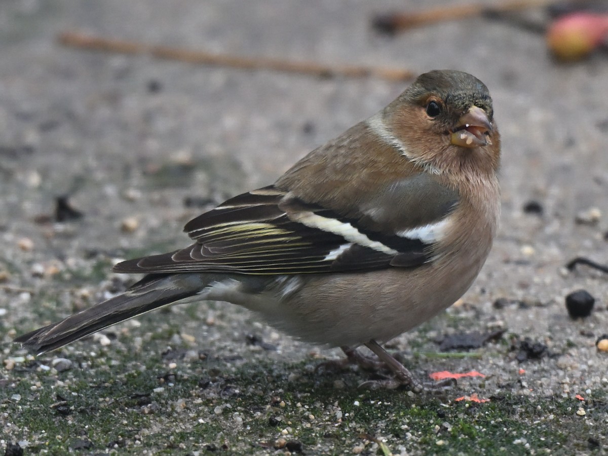 Common Chaffinch - ML647344558