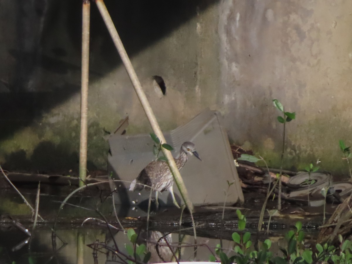 Yellow-crowned Night Heron - ML647344559