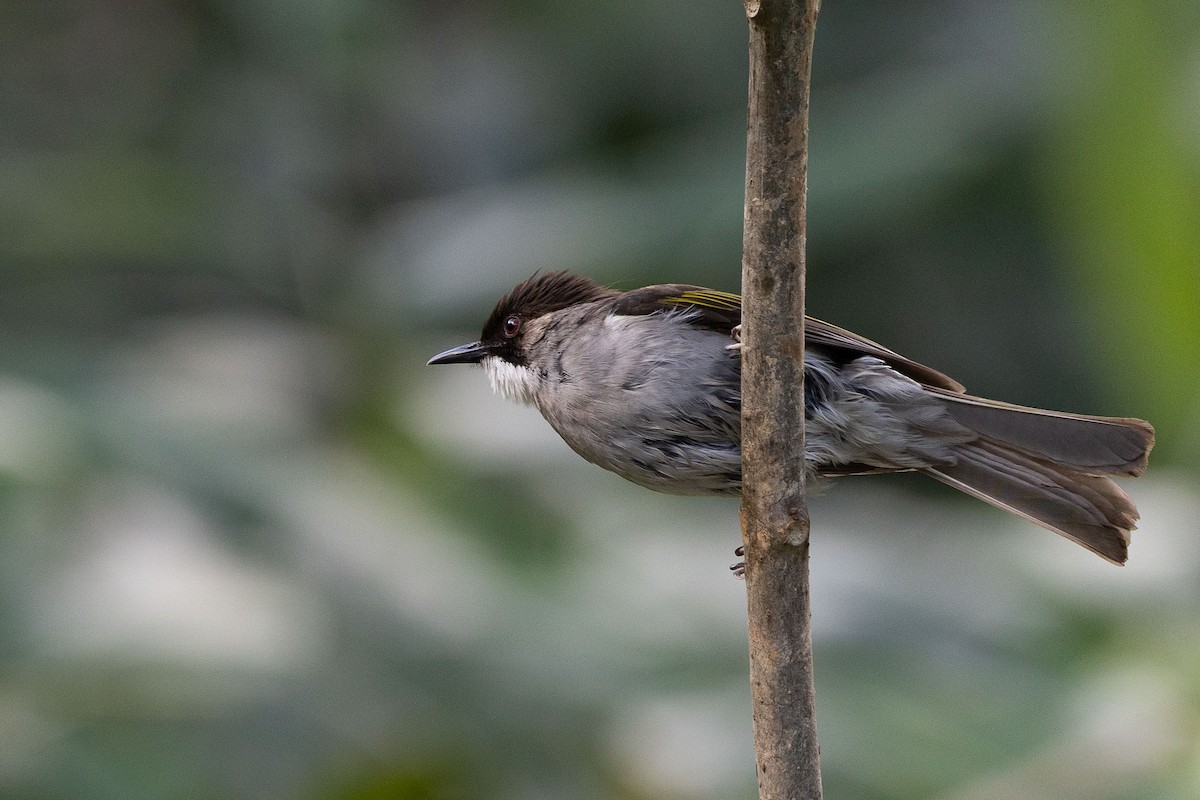 Ashy Bulbul - ML647344560