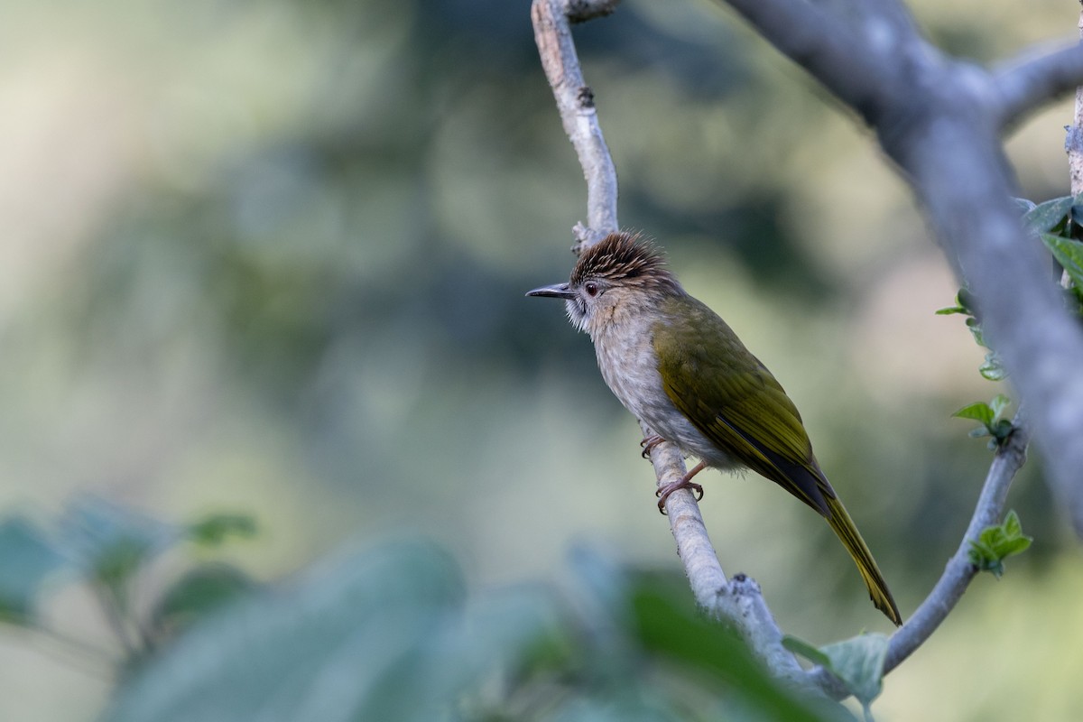 Mountain Bulbul - ML647344561