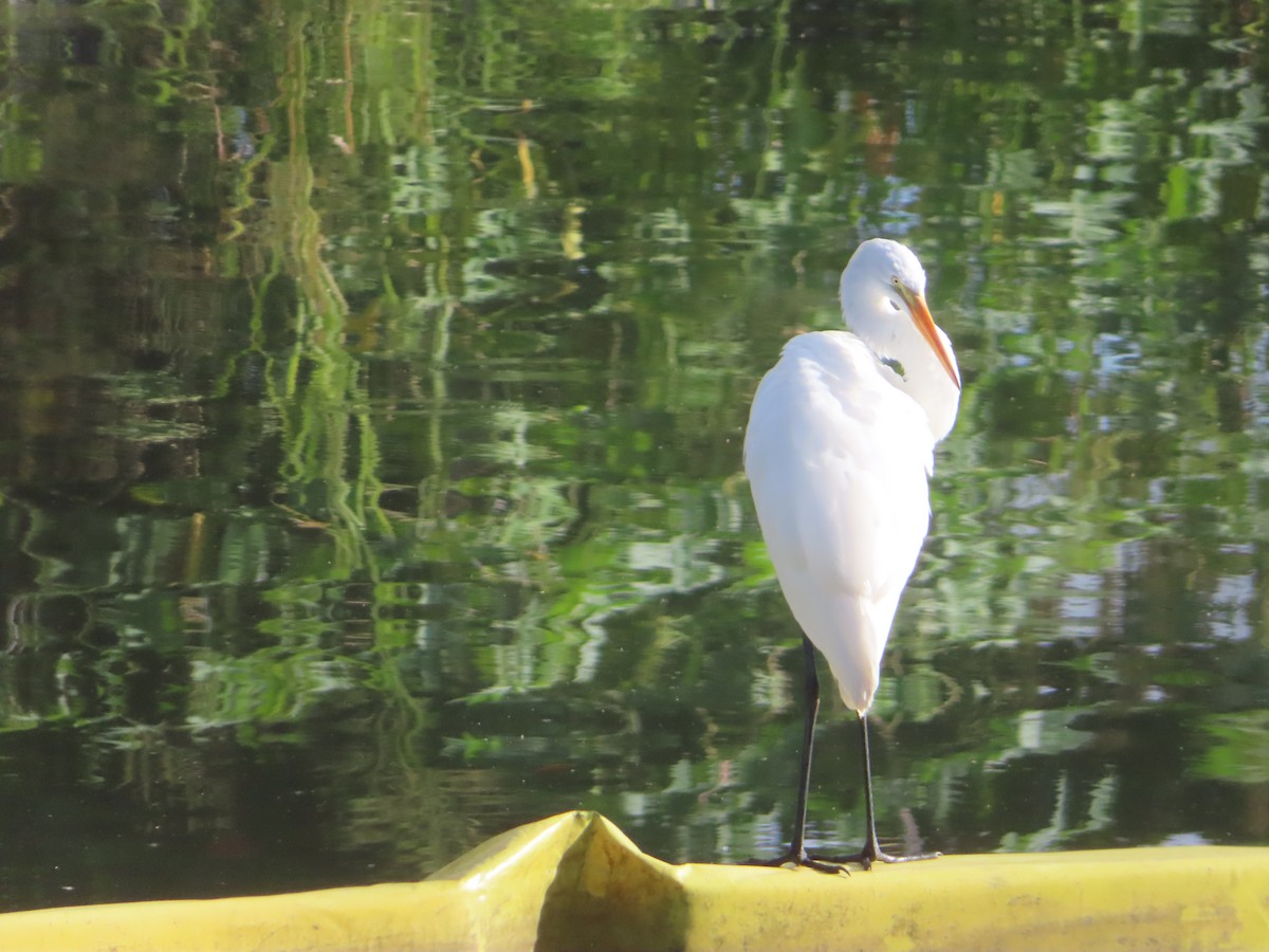 Great Egret - ML647344562