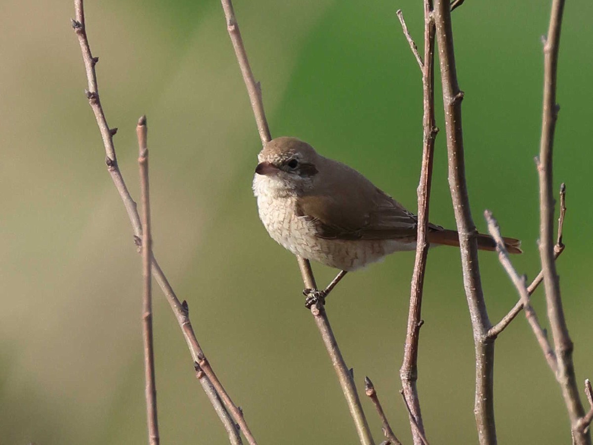 Isabellwürger (isabellinus) - ML647344563