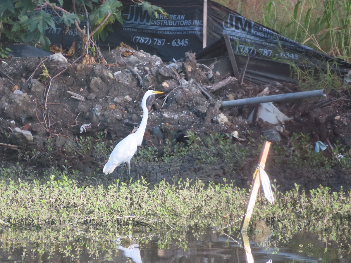 Great Egret - ML647344569