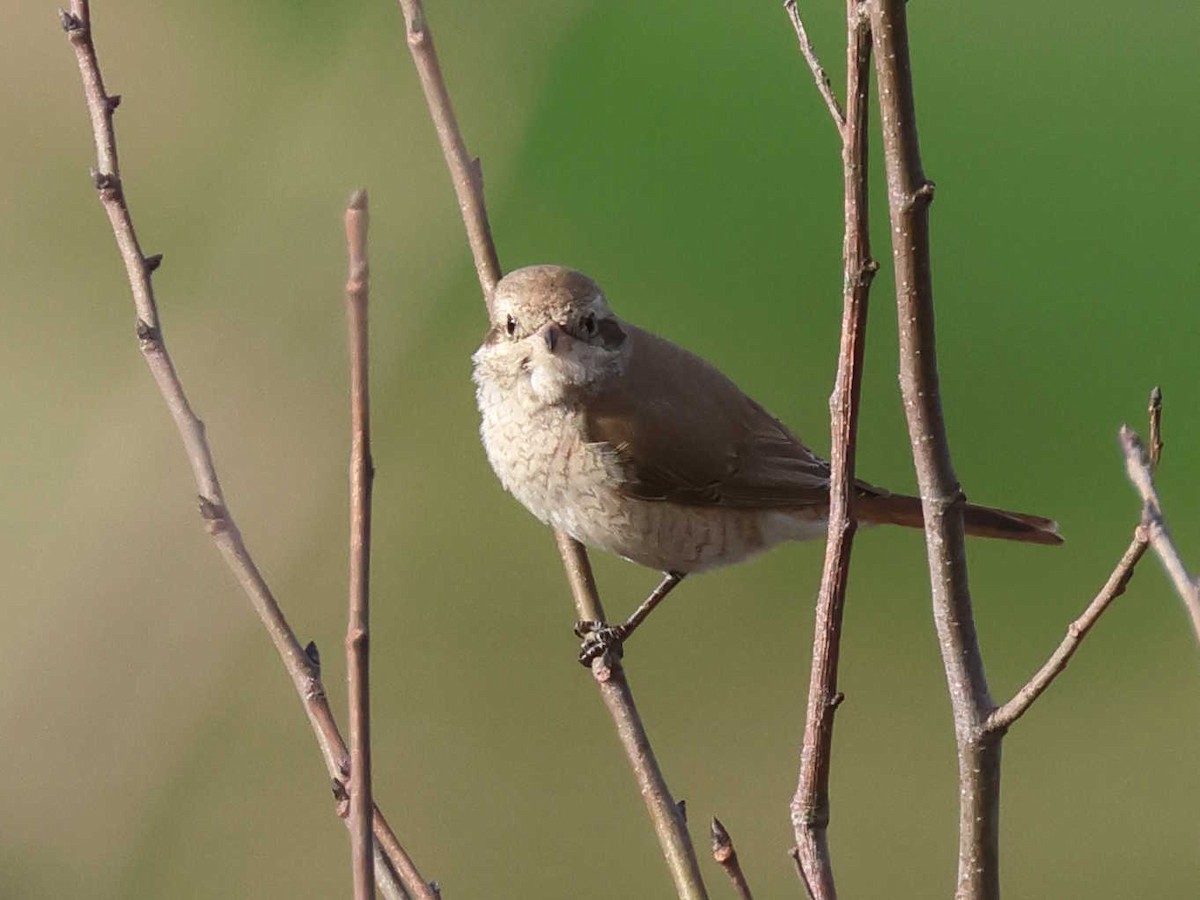 Isabellwürger (isabellinus) - ML647344570