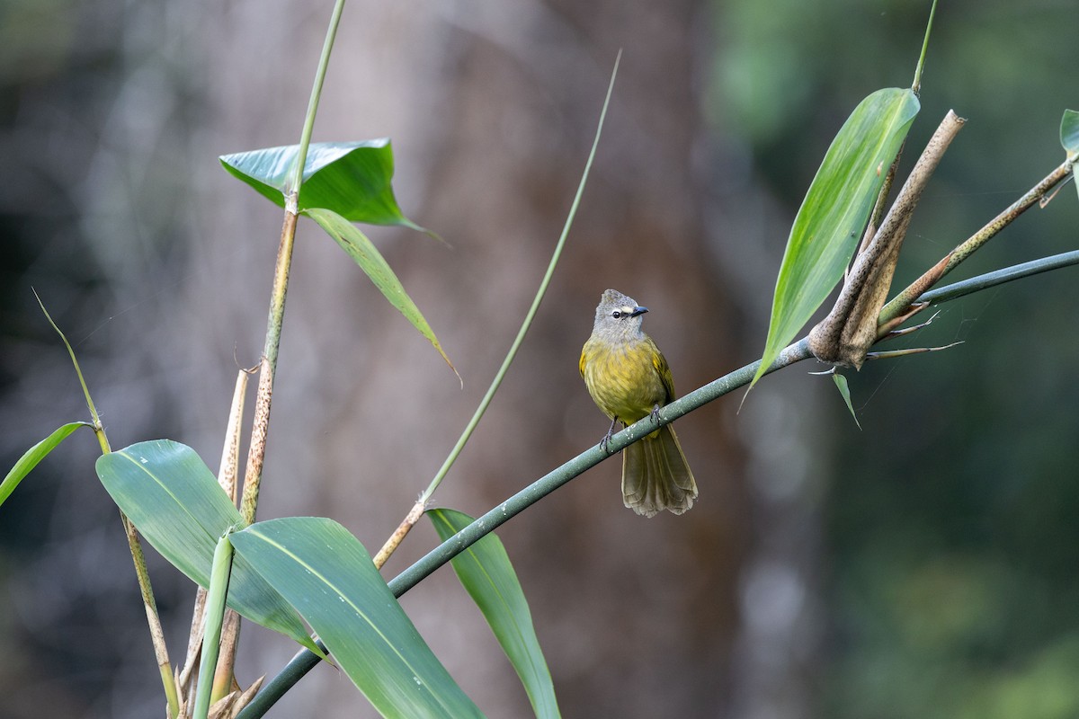 Flavescent Bulbul - ML647344571