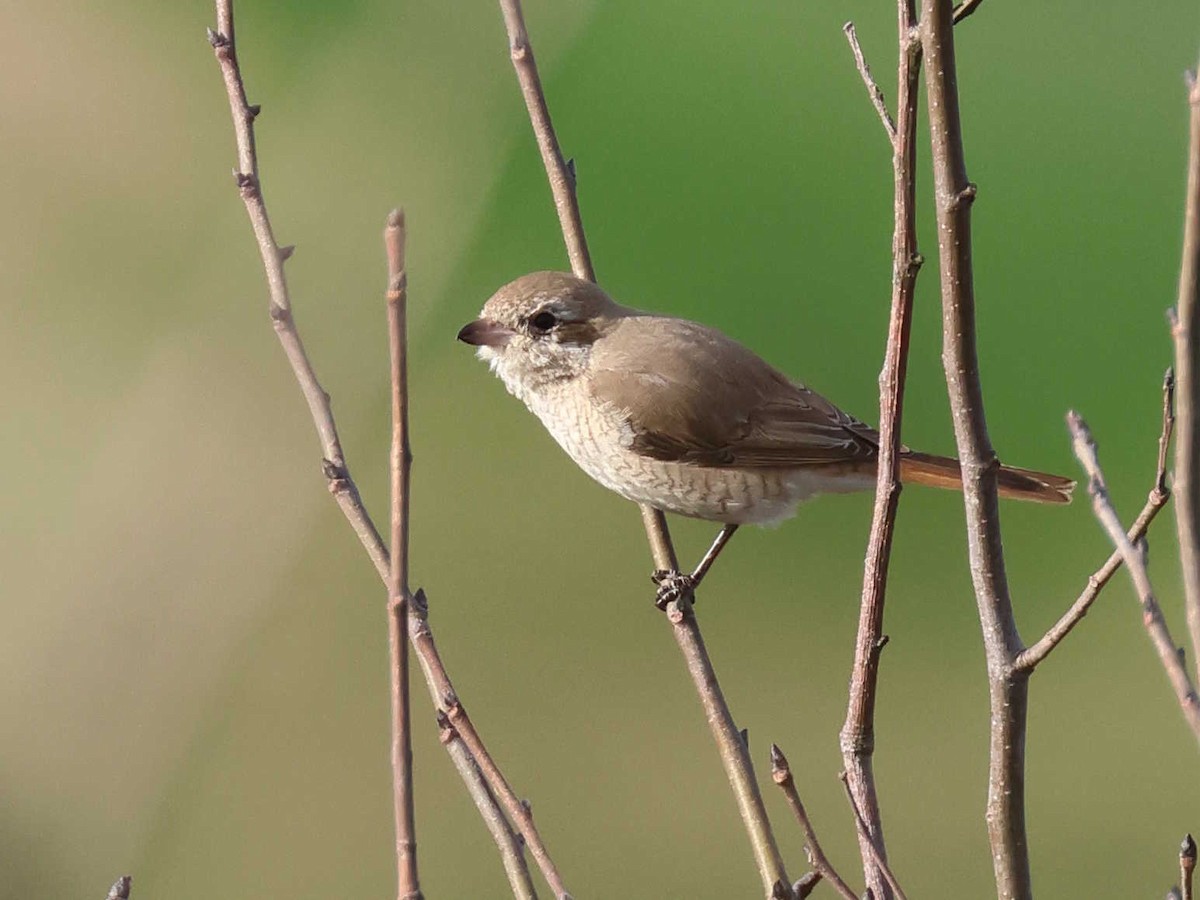 Isabellwürger (isabellinus) - ML647344572