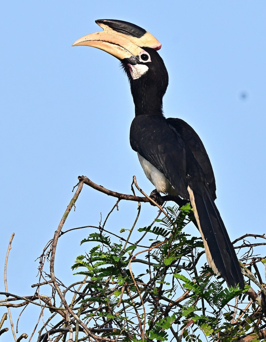 Malabar Pied-Hornbill - ML647344573