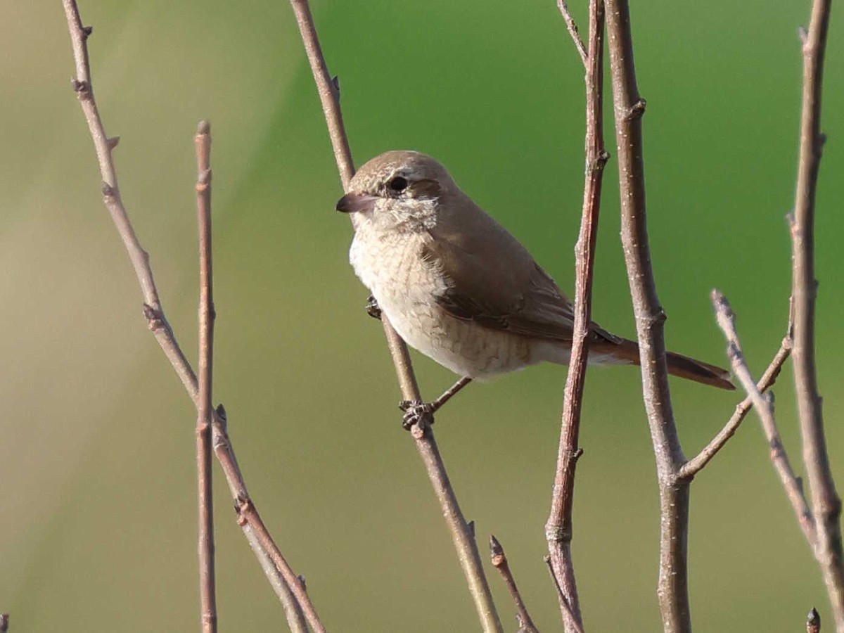 Isabellwürger (isabellinus) - ML647344576