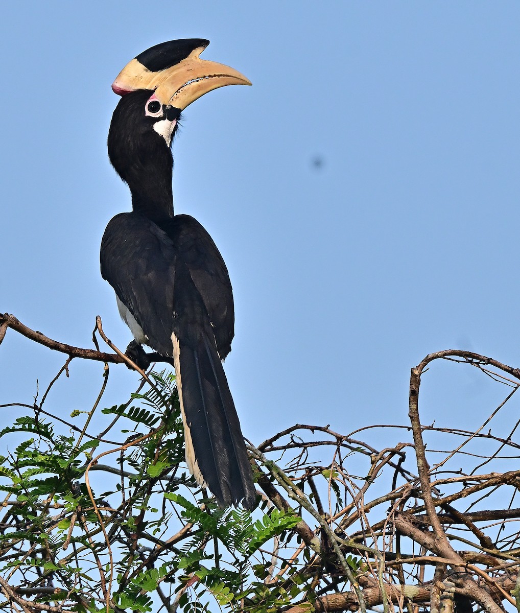 Malabar Pied-Hornbill - ML647344578
