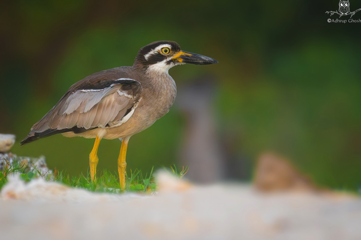 Beach Thick-knee - ML647344585