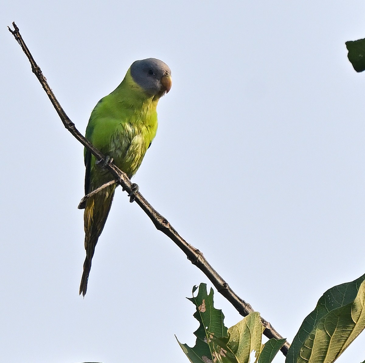 Perruche à tête prune - ML647344586