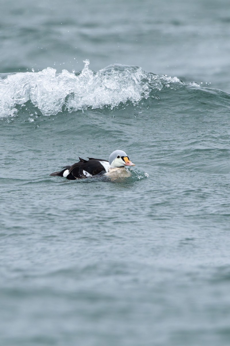 King Eider - ML647344587