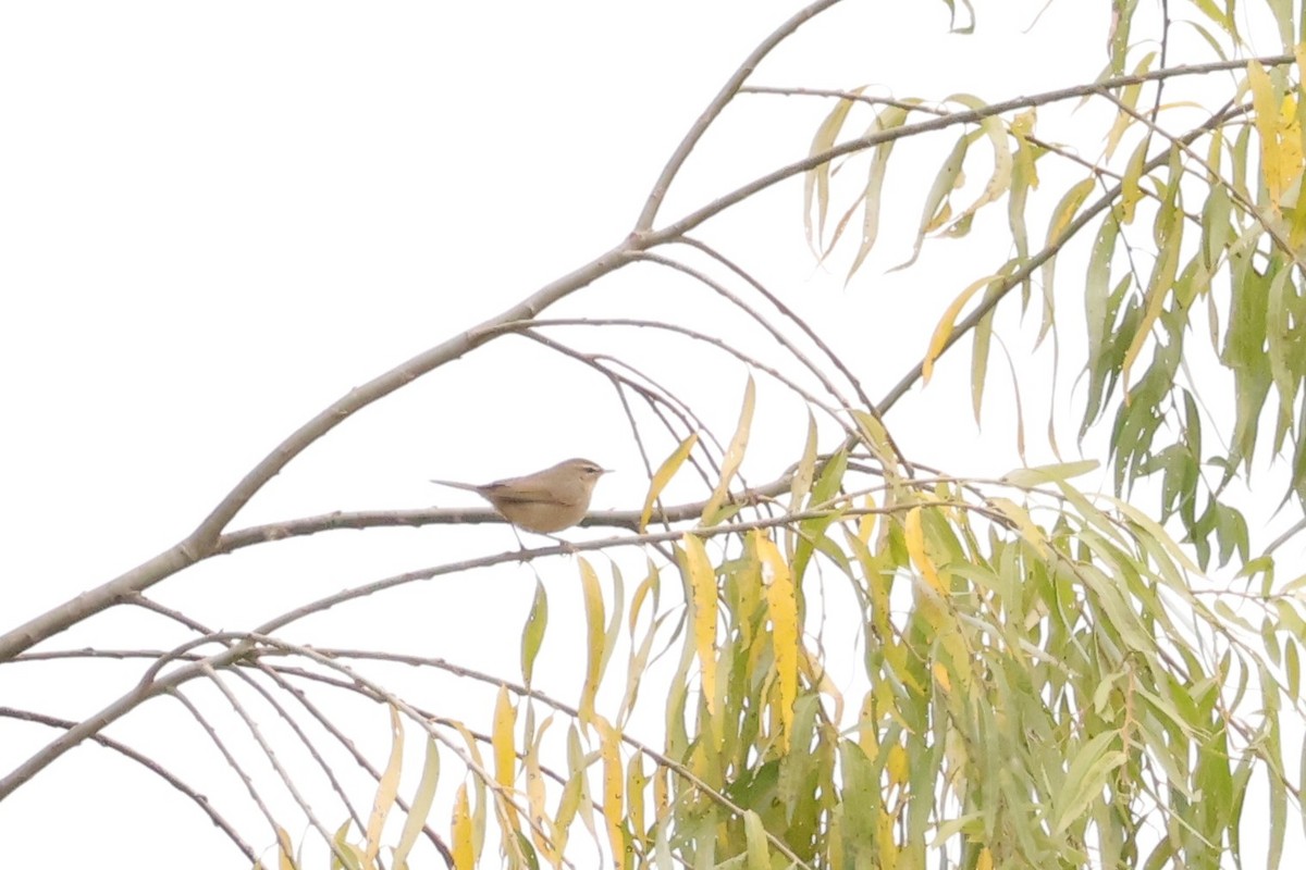 Dusky Warbler - ML647344590