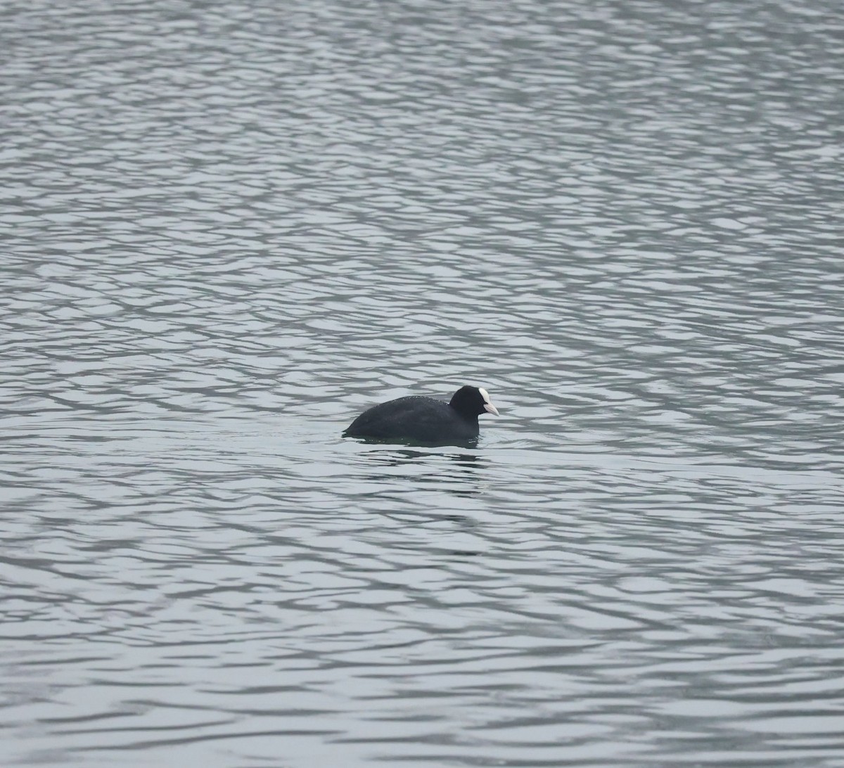 אגמית מצויה - ML647344591
