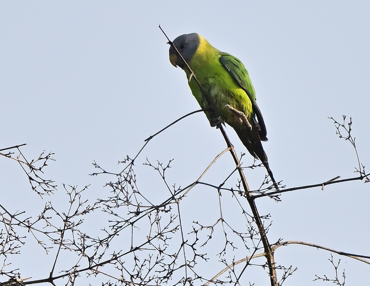 Perruche à tête prune - ML647344592