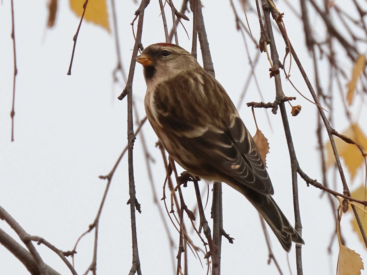 Redpoll - ML647344602