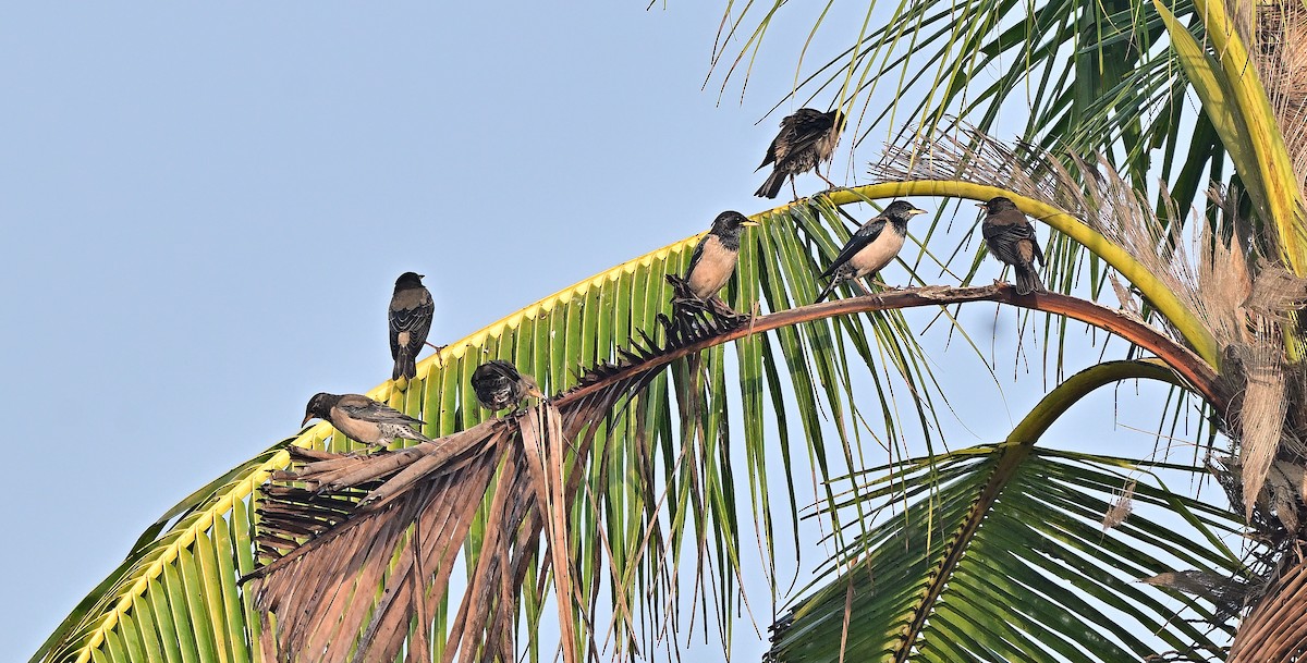 Rosy Starling - ML647344603