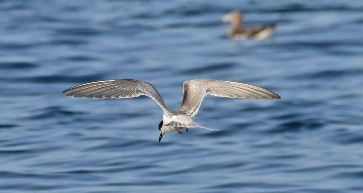 Common Tern - ML647344604