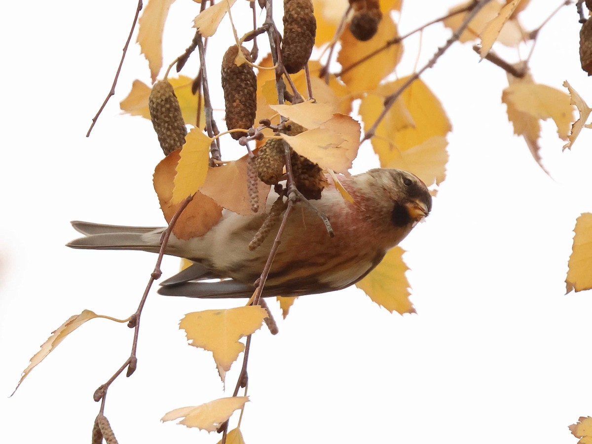 Redpoll - ML647344606