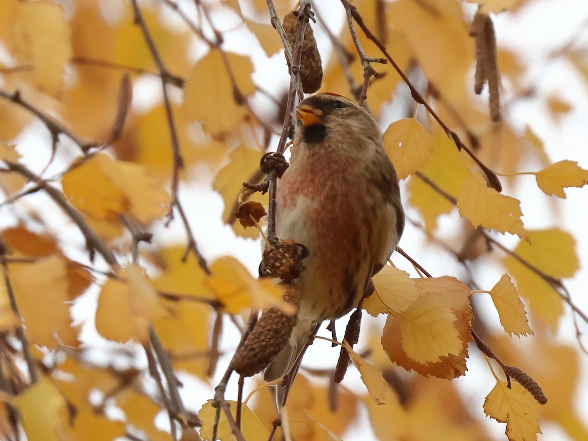 Redpoll - ML647344607