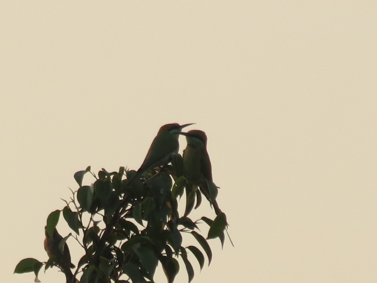 Asian Green Bee-eater - ML647344609