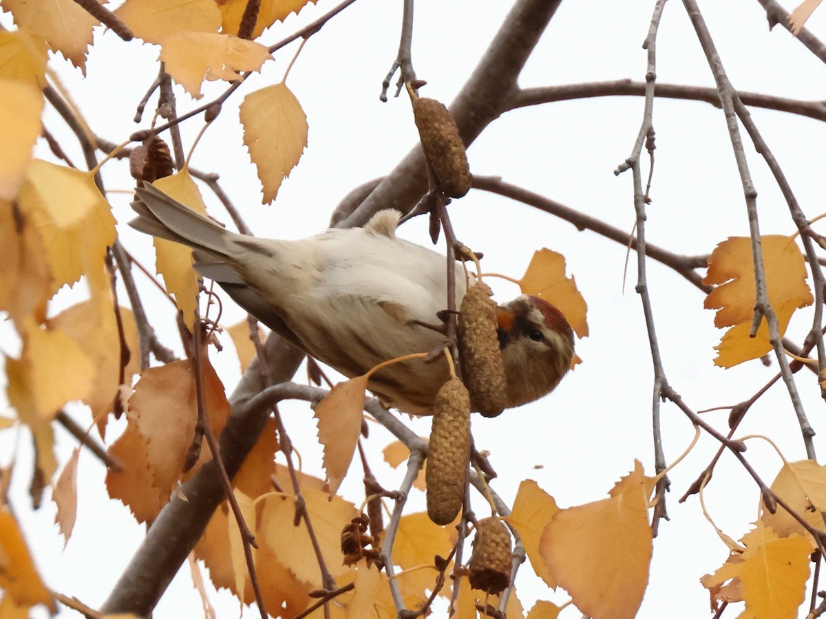 Redpoll - ML647344613