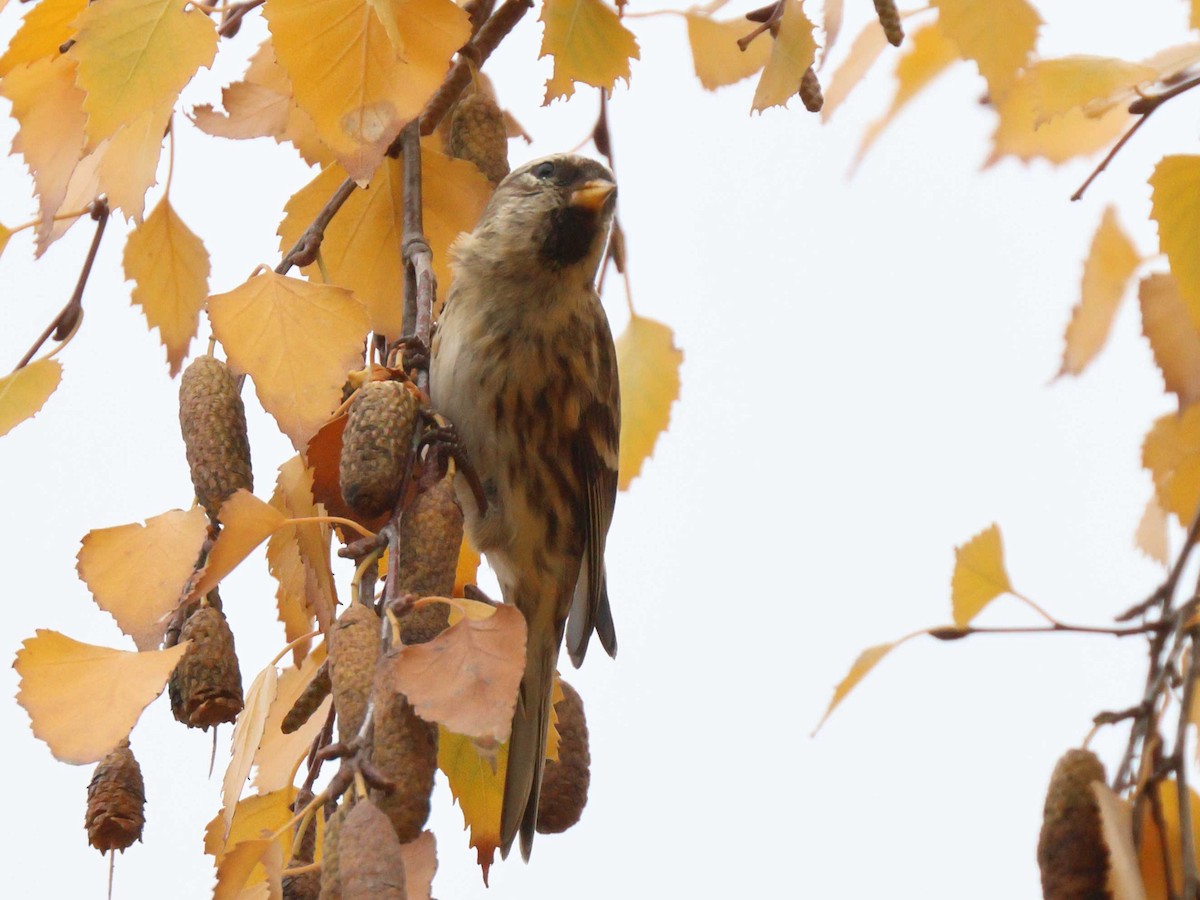 Redpoll - ML647344619