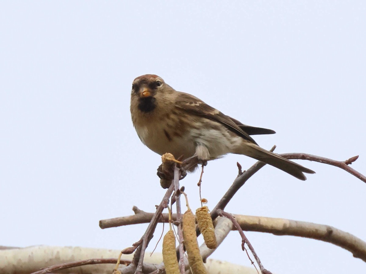 Redpoll - ML647344621