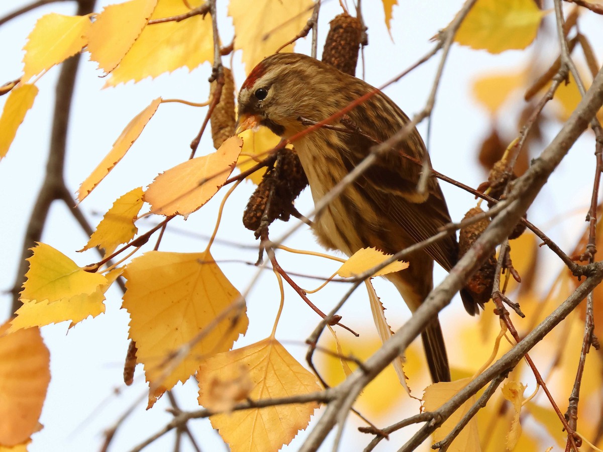 Redpoll - ML647344622