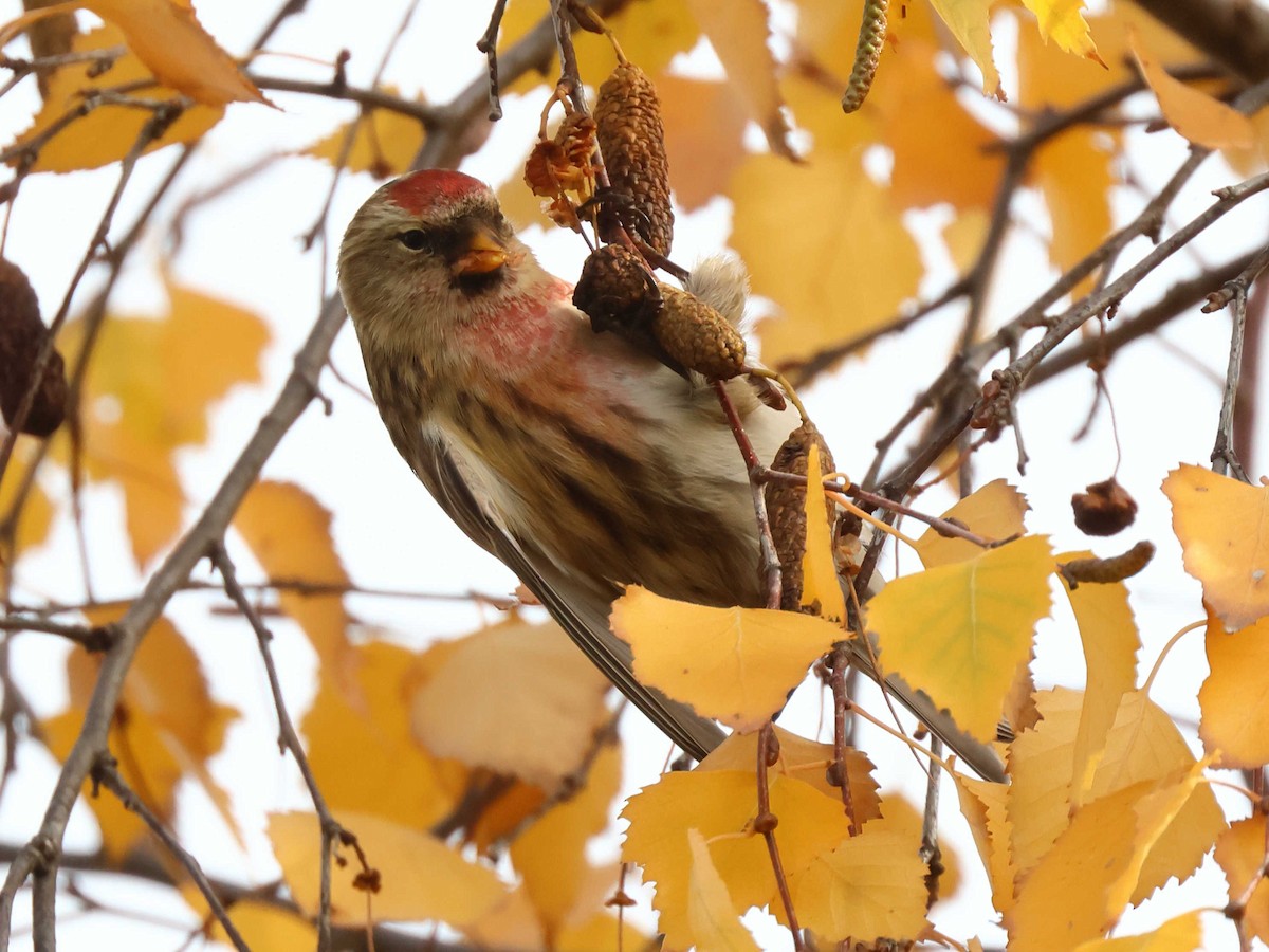 Redpoll - ML647344630