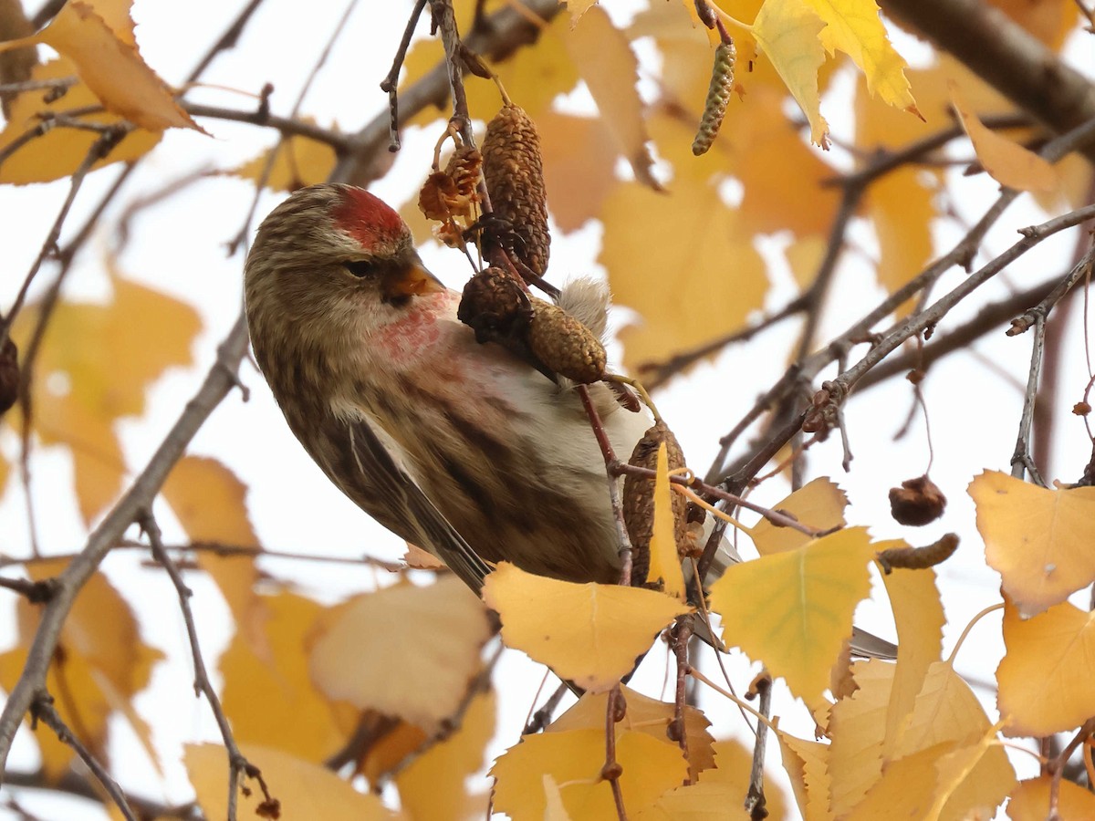 Redpoll - ML647344638