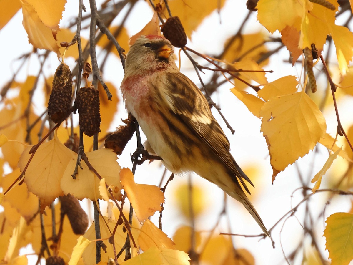 Redpoll - ML647344645