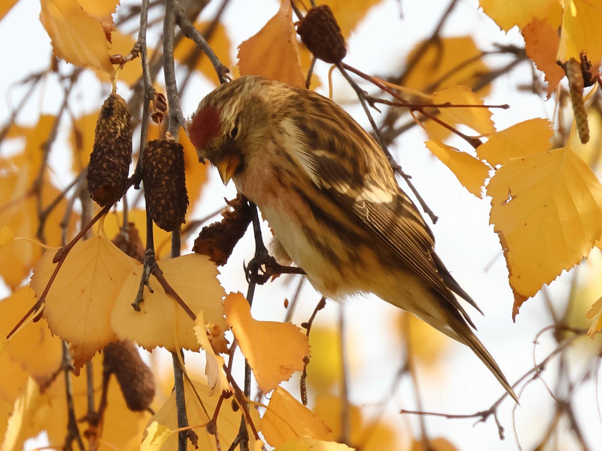 Redpoll - ML647344648