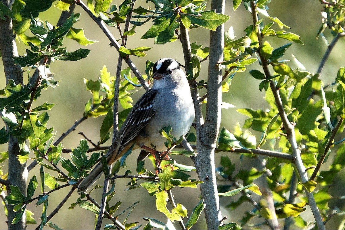 Porsuk Serçesi - ML647344649