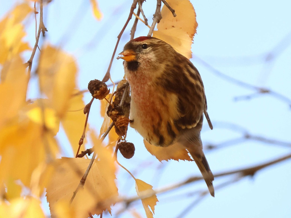 Redpoll - ML647344652