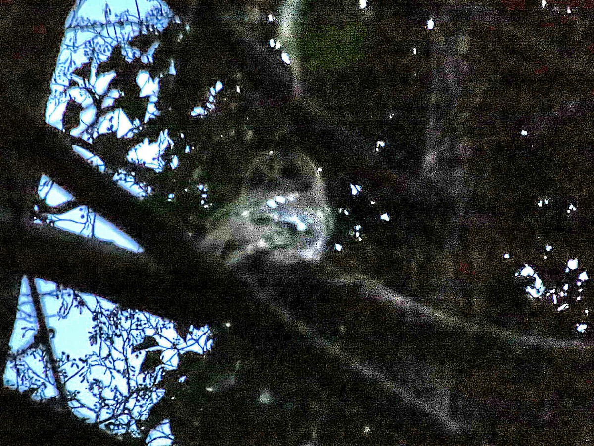 Chouette hulotte - ML647344653