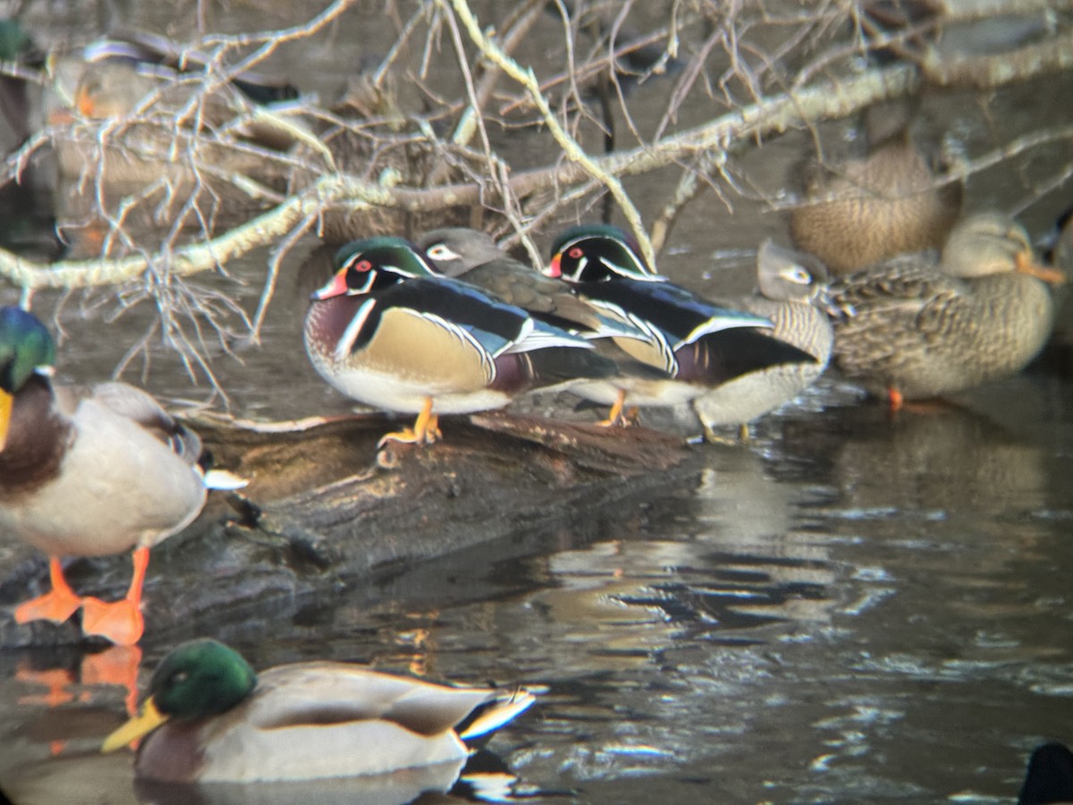 Ahate karolinarra - ML647344654