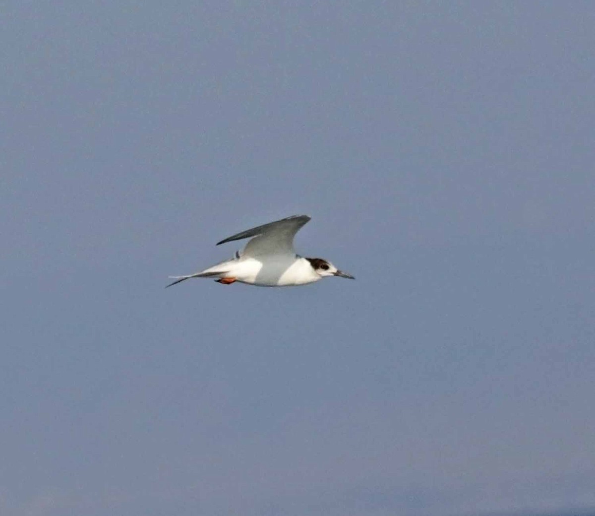 Common Tern - ML647344666